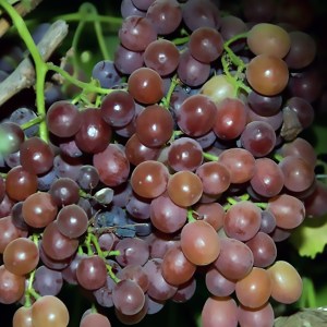 Ruby Seedless Grape